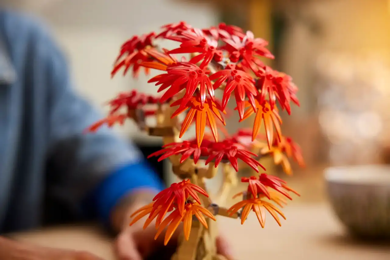 10348 - Japanese Maple Tree