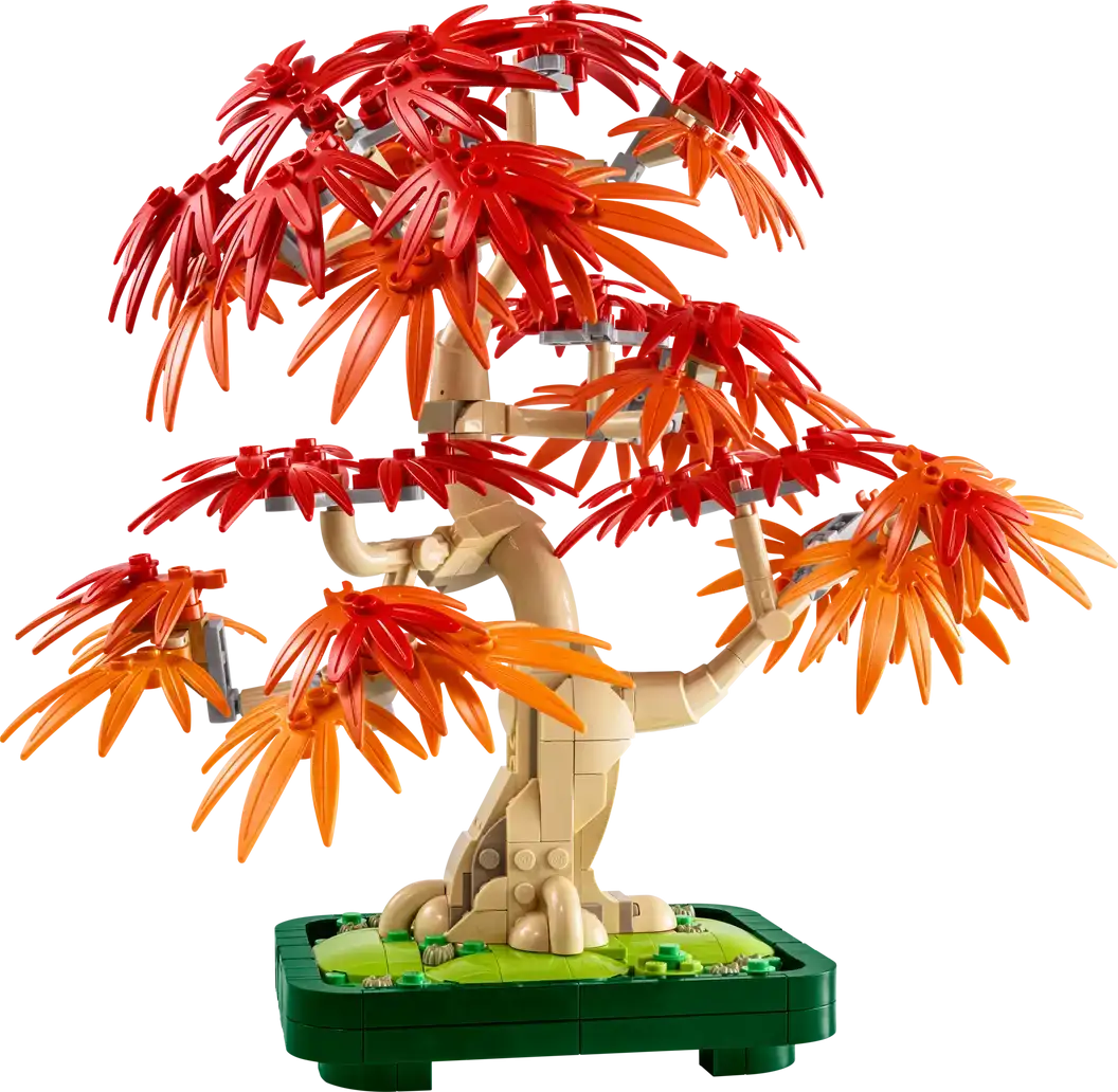 10348 - Japanese Maple Tree