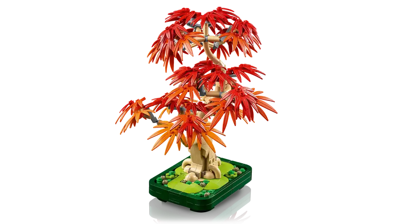 10348 - Japanese Maple Tree