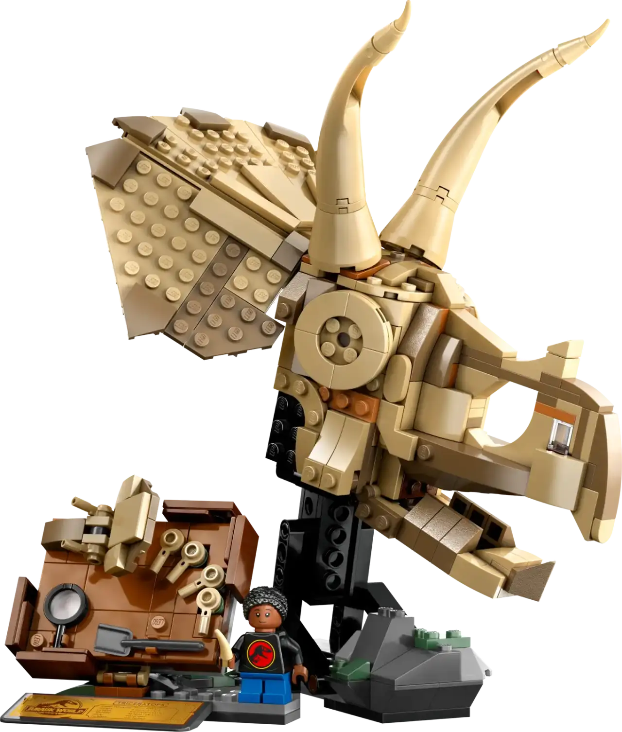 76969 - Dinosaur Fossils: Triceratops Skull