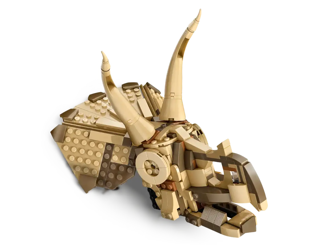 76969 - Dinosaur Fossils: Triceratops Skull