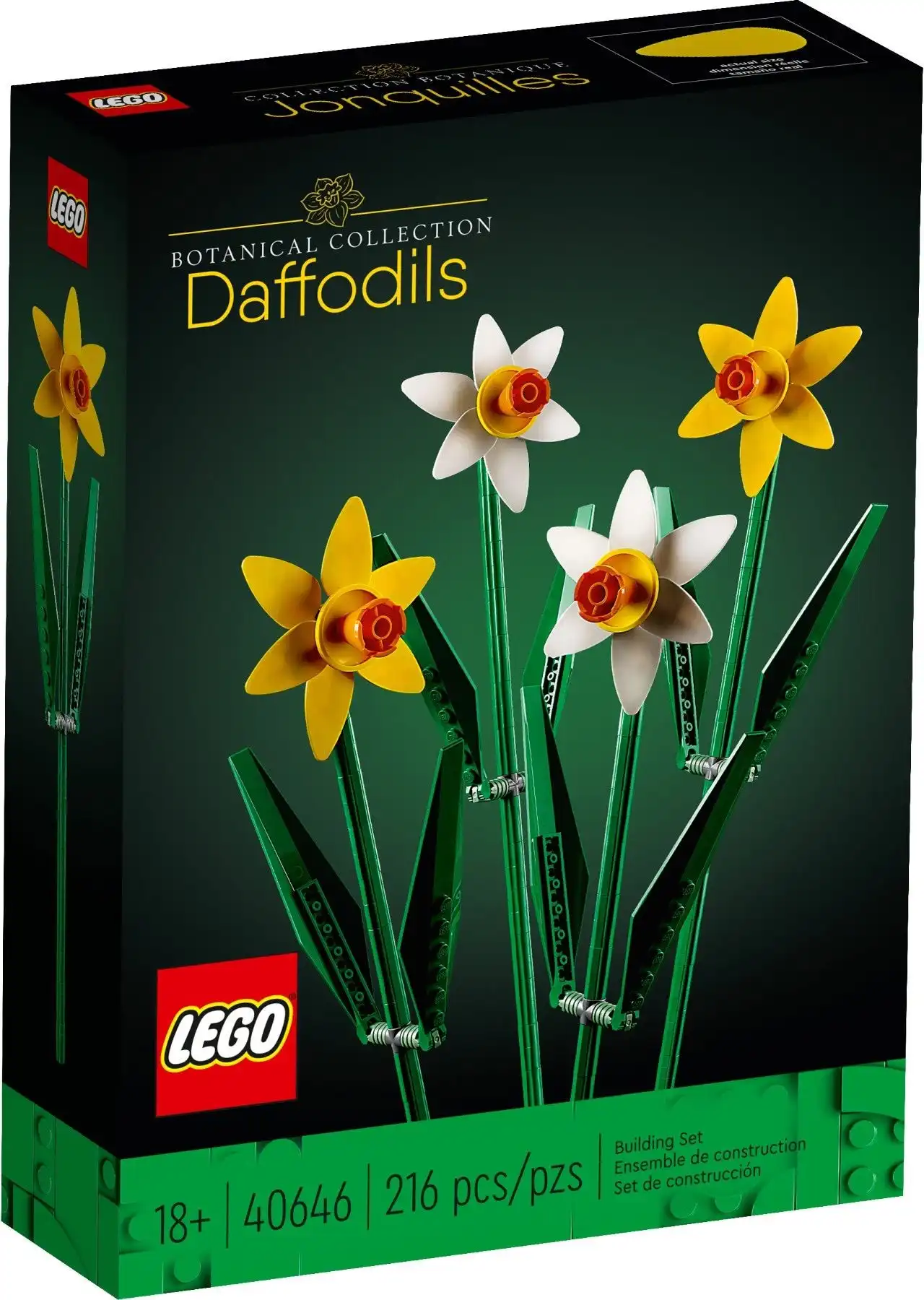 40646 - Daffodils