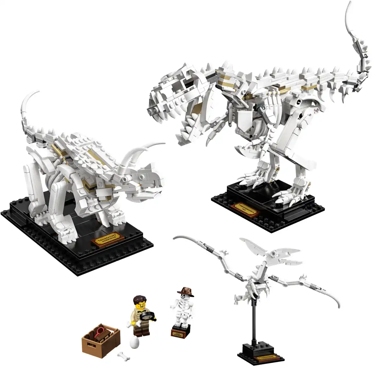 21320 - Dinosaur Fossils