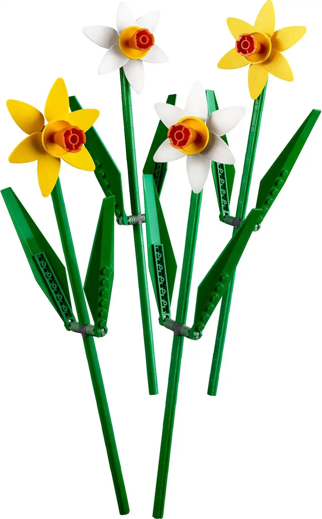 40646 - Daffodils