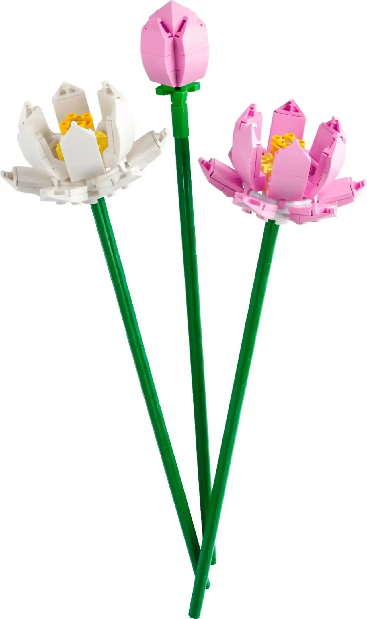 40647 - Lotus Flowers